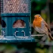 King Charles' Gardener: Plant This One Flower to Attract Robins in January