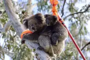 Koala Conservation Dilemma: Overpopulation Threatens Ecosystem Balance