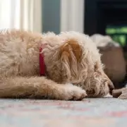 Luna Tops UK Pet Names: Most Popular for Dogs and Cats in 2026