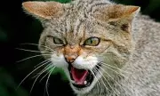 Lynx Reintroduction Push Continues in Scottish Highlands Despite Government Opposition