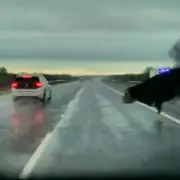 M6 Motorway Horror: Cow Leaps Barrier, Nearly Causes Multi-Vehicle Pile-Up