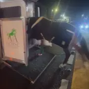 M6 Shut for Horse Rescue After Wolverhampton Race: Lion Ring's Motorway Drama