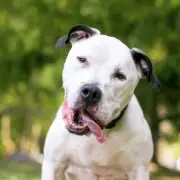 Man, 33, Mauled to Death by Own American Bulldog During Walk in Germany