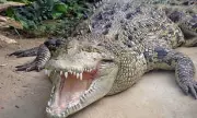 Man in 20s Hospitalised After Crocodile Attack in North Queensland Creek