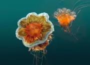 Massive Influx of Red Lion's Mane Jellyfish Hits Melbourne Beaches