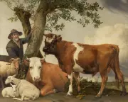 Mauritshuis Reveals Bull's Hidden Anatomy: Artist Reduced Testicles for Decorum