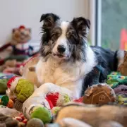Meet Harvey: Britain's Brightest Dog Knows 221 Toy Names and Aids Science