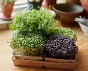 Mid-Winter Gardening Magic: Grow Flavour-Packed Microgreens in 10 Days