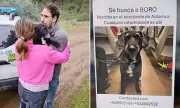 Miracle Reunion: Dog Lost in Spanish Train Disaster Found and Returned to Injured Owner