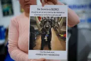Missing Dog Survives Spain's Fatal Train Crash, Found After Four Days