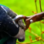 Monty Don's Essential February Gardening Guide: 4 Key Tasks for Spring Success