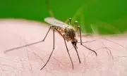 Mosquitoes Spreading Across Scotland, Including Disease-Carrying Species