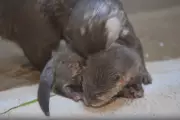 Mother Otter Teaches Pup to Swim in Adorable Zoo Lesson