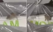 Mouse Found Inside Sealed Pillow at Birmingham Primark Sparks Hygiene Alarm