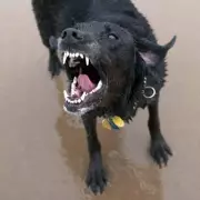 Mum Condemns 'Frustrating' Court Sentence After Daughter's Playpark Dog Attack