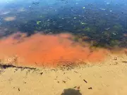 Mystery Pink Slime Spreads on Tasmanian Beaches, Sparking Environmental Emergency Fears