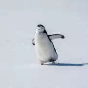 NHS Urges Brits to 'Waddle Like a Penguin' to Prevent Icy Falls