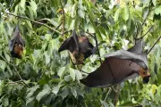 Nipah Virus Outbreak Sparks Bat Testing at Kolkata Zoo and Asian Airport Screening