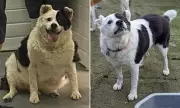 Obese Dog Sheds 15kg After Ditching Pasta Diet for Hydrotherapy