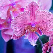 Orchid Expert Reveals 3 Common Mistakes That Prevent 'Gorgeous Blooms'