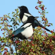 Pest Experts Reveal 15-Minute Pruning Trick to Banish Magpies and Pigeons