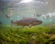 Pesticides Accelerate Fish Ageing, Threaten Populations, Study Reveals