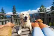 Pet-Friendly Travel Soars: Dog-Centric Holiday Bookings Jump 260%