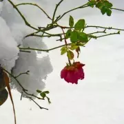 Protect Your Roses From Snow Damage With One Simple Item