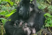 Rare Mountain Gorilla Twins Born in Virunga, Boosting Endangered Population