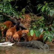 Rare Pack of 10 Indian Wolves Captured on Camera in West Bengal