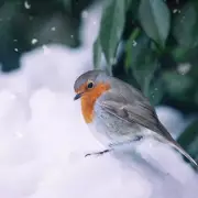 Robin's Unusual Perch: Woman's Hair Becomes Bird's Warm Haven in Yorkshire