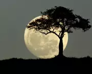 Saturday Quiz: From Queen Victoria to Football Fights - The Answers Revealed