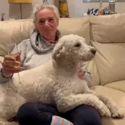 School Therapy Dog Found 30 Miles Away After Drones Deployed in Search