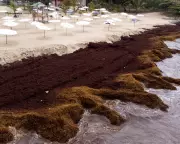 Scientists Warn of Ocean 'Regime Shift' as Global Seaweed Blooms Surge 13.4% Annually