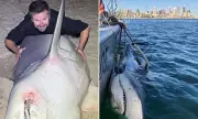 Shark Expert Vows to Break Catch Limits After Sydney Attacks