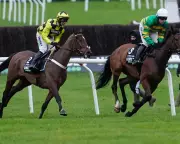 Sir Gino's Pelvic Injury Casts Shadow Over Cheltenham Trials Day