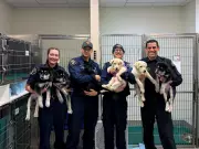 Six Puppies Saved from Suspected Fentanyl Overdose to be Adopted in Washington