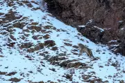 Snow Leopard Attack at Xinjiang Ski Resort Injures Tourist, Prompts Security Review