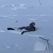 Snow Leopard Attacks Skier in China: Terrifying Video Shows Predator Guarding Victim