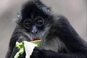 Spider Monkeys Share 'Insider Knowledge' About Food Sources Through Dynamic Social System