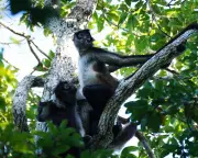 Spider Monkeys Share Insider Knowledge to Locate Best Food Sources