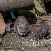 Stop Rats Entering Your Home With One Simple Garden Item This January