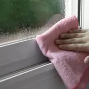 Stop Winter Condensation Naturally: 5 Houseplants That Absorb Moisture