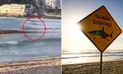 Sydney Beaches in Chaos as Shark Alarm Sparks Scramble from Waters