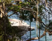 Sydney Harbour Shark Attack: 12-Year-Old Boy Dies in Hospital