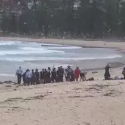 Sydney shark attack: Surfer 'silenced by pain' in cardiac arrest ordeal