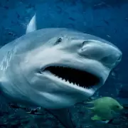 Sydney Shark Horror: Three Attacks in 24 Hours Leave 13-Year-Old Fighting for Life