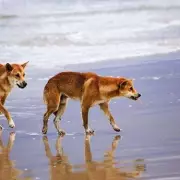 Teen Backpacker Found Dead on K'gari Beach Surrounded by 12 Dingoes