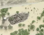Tens of Thousands of Queensland Cattle Starve Amid Floods, Trapped by Fear