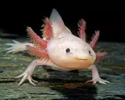 The Global Phenomenon of Axolotls: From Viral Sensation to Conservation Crisis